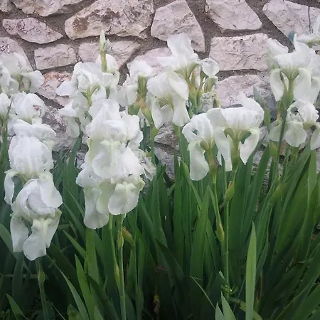 Maris Apartamento Mali Lošinj