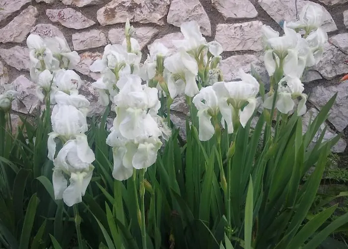 Maris Appartement Mali Lošinj