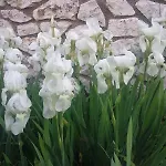 Maris Apartament Mali Lošinj
